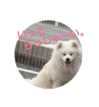 秋田犬の日常(kohaku)（個別スタンプ：13）