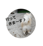 秋田犬の日常(kohaku)（個別スタンプ：14）