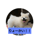 秋田犬の日常(kohaku)（個別スタンプ：15）
