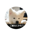 秋田犬の日常(kohaku)（個別スタンプ：17）