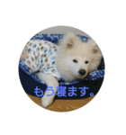秋田犬の日常(kohaku)（個別スタンプ：18）