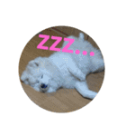 秋田犬の日常(kohaku)（個別スタンプ：19）