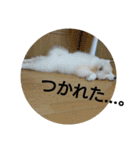 秋田犬の日常(kohaku)（個別スタンプ：20）