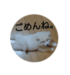 秋田犬の日常(kohaku)（個別スタンプ：21）