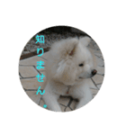 秋田犬の日常(kohaku)（個別スタンプ：22）