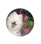秋田犬の日常(kohaku)（個別スタンプ：23）
