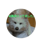 秋田犬の日常(kohaku)（個別スタンプ：24）