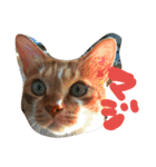 健太郎(猫)①（個別スタンプ：1）