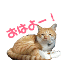 健太郎(猫)①（個別スタンプ：2）