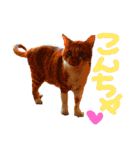 健太郎(猫)①（個別スタンプ：3）