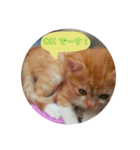 健太郎(猫)①（個別スタンプ：5）