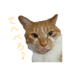 健太郎(猫)①（個別スタンプ：6）