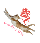 健太郎(猫)①（個別スタンプ：7）