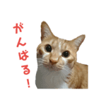 健太郎(猫)①（個別スタンプ：8）