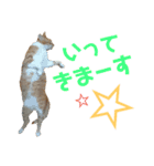 健太郎(猫)①（個別スタンプ：9）