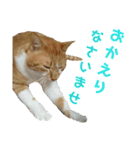 健太郎(猫)①（個別スタンプ：10）
