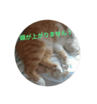 健太郎(猫)①（個別スタンプ：11）