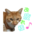 健太郎(猫)①（個別スタンプ：12）