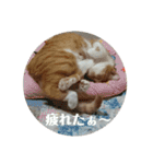 健太郎(猫)①（個別スタンプ：14）