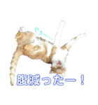健太郎(猫)①（個別スタンプ：15）