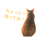 健太郎(猫)①（個別スタンプ：16）
