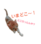 健太郎(猫)①（個別スタンプ：17）