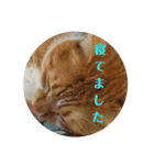 健太郎(猫)①（個別スタンプ：20）