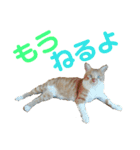 健太郎(猫)①（個別スタンプ：21）