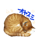 健太郎(猫)①（個別スタンプ：22）