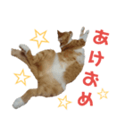 健太郎(猫)①（個別スタンプ：24）