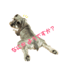愛犬ソラ（個別スタンプ：1）