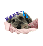 愛犬ソラ（個別スタンプ：2）