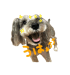 愛犬ソラ（個別スタンプ：3）