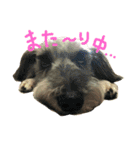 愛犬ソラ（個別スタンプ：4）
