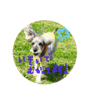 愛犬ソラ（個別スタンプ：6）