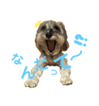 愛犬ソラ（個別スタンプ：8）