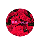 薔薇の香りがする広島弁（個別スタンプ：6）