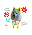 柴田犬のゆきちゃん。（個別スタンプ：1）