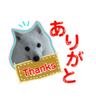 柴田犬のゆきちゃん。（個別スタンプ：2）