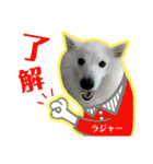 柴田犬のゆきちゃん。（個別スタンプ：3）