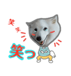 柴田犬のゆきちゃん。（個別スタンプ：6）