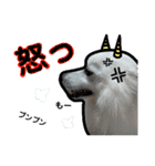 柴田犬のゆきちゃん。（個別スタンプ：7）
