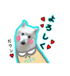 柴田犬のゆきちゃん。（個別スタンプ：9）