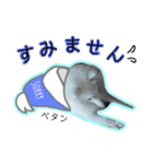 柴田犬のゆきちゃん。（個別スタンプ：12）