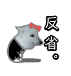 柴田犬のゆきちゃん。（個別スタンプ：13）