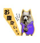 柴田犬のゆきちゃん。（個別スタンプ：14）