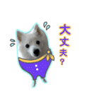 柴田犬のゆきちゃん。（個別スタンプ：17）