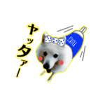 柴田犬のゆきちゃん。（個別スタンプ：18）
