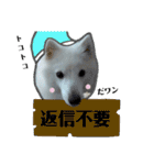 柴田犬のゆきちゃん。（個別スタンプ：20）