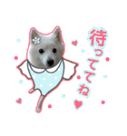 柴田犬のゆきちゃん。（個別スタンプ：21）